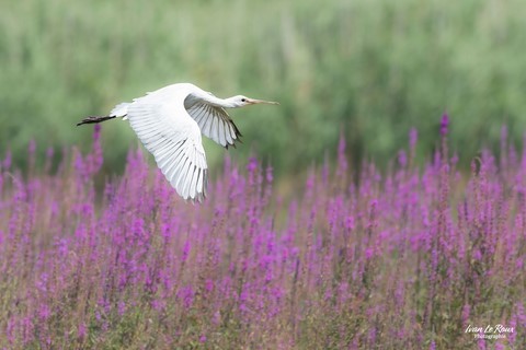 Spatule blanche dans la baie Somme (80) photographe Ivan Le Roux