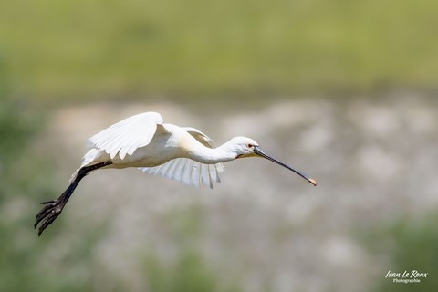Spatule blanche dans la baie Somme (80) Photographie Ivan Le Roux