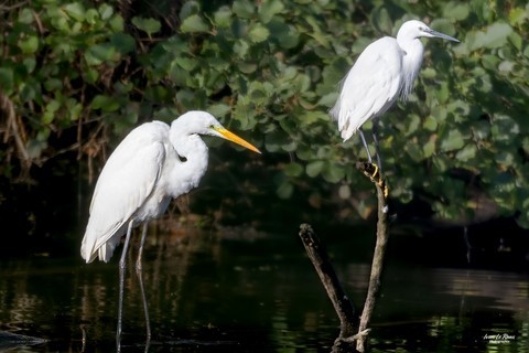 Grande aigrette et Aigrette Garzette - Plan d'eau de Mézières-Ecluzelles (Eure-et-Loir - 28) Photographe Ivan Le Roux