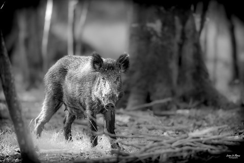 Sanglier en forêt photographe Ivan Le Roux