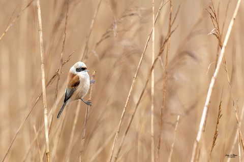Rémiz penduline dans la roselière de l'Estuaire de la Seine (76) Photographe Ivan Le Roux
