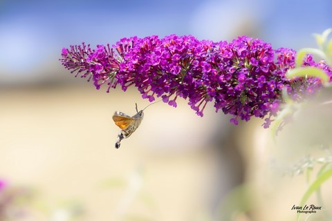 Moro-Sphinx en vol stationnaire devant une fleur d'arbre à papillons Photographe Ivan Le Roux