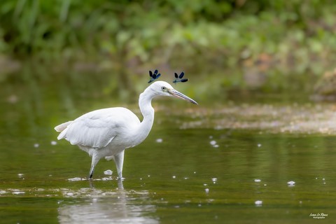 L'Aigrette garzette couronnée de deux Calopteryx - Romilly-la-Puthenaye (27) Photographe Ivan Le Roux 