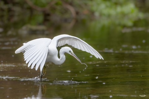 L'Aigrette garzette déploie ses ailes Photographe Ivan Le Roux