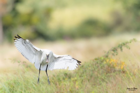 Spatule blanche - Marais de Hiers-Brouage (17) - Ivan Le Roux Photographie