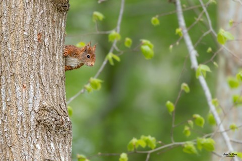 Coucou ! Ecureuil roux - Romilly-la-Puthenaye (27) - Photographe Ivan Le Roux
