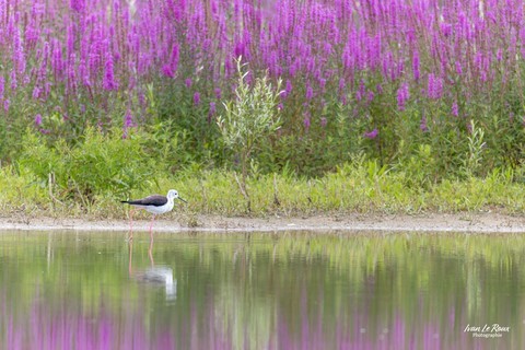Echasse blanche en baie de Somme (80) Photographe Ivan Le Roux