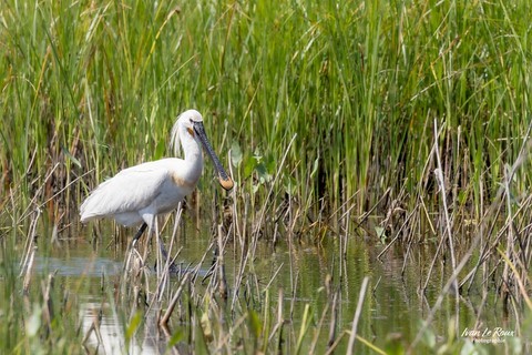 Spatule blanche en baie de Somme Photographe Ivan Le Roux