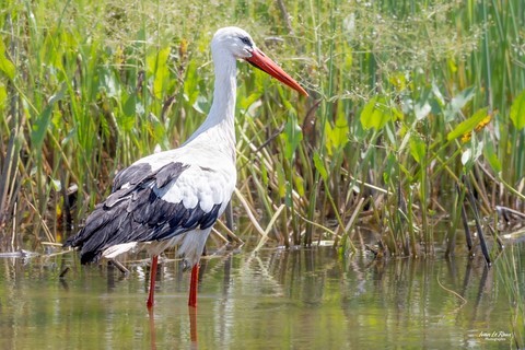 Cigogne blanche en baie de Somme photographe Ivan Le Roux