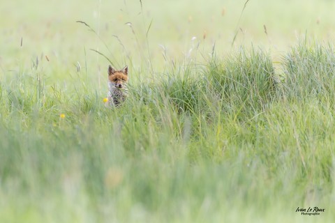 Renardeau dans les grandes herbes - Romilly-la-Puthenaye (27) - Photographe Ivan Le Roux