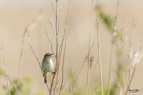 Phragmite des joncs dans l'Estuaire de la Seine (76) - Photographe Ivan Le Roux
