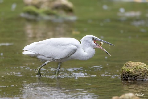 Aigrette garzette attrape un poisson Photographe Ivan Le Roux