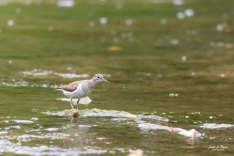 Chevalier Guignette sur la Risle - Romilly-la-puthenaye (27) - Photographe Ivan Le Roux