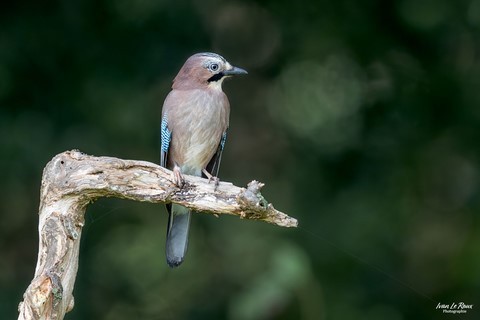 Geai des Chênes - Romilly-la-Puthenaye (27) - Ivan Le Roux Photographie