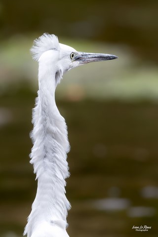 Aigrette garzette ébouriffé sur la Risle - Romilly-la-Puthenaye (27)