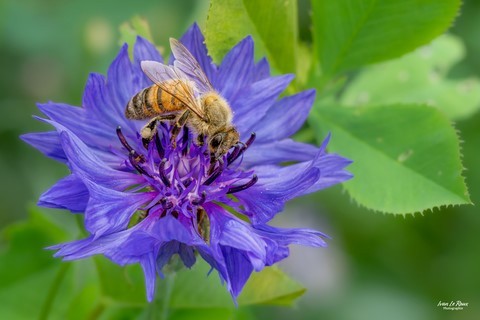 Abeille sur un bleuet des champs Photographe  Ivan Le Roux