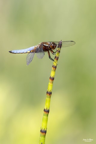 Libellule "déprimée" sur Presle du Japon - Photographie Ivan Le Roux