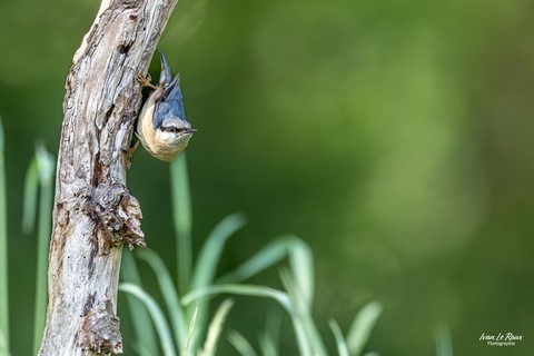 Sittelle torchepot - Romilly-la-Puthenaye (27) - Photographe Ivan Le Roux