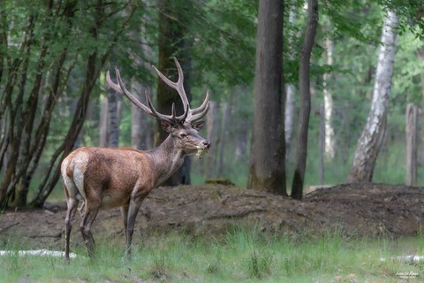 Cerf en forêt normande Photographe Ivan Le Roux