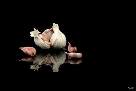 Tête d'ail rose Ivan Le Roux Photographe