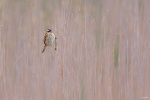 Phragmite des joncs Ivan Le Roux Photographe