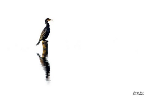 Photo minimaliste d'un Cormoran sur fond blanc Photographe Ivan Le Roux