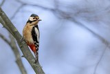 Cartes postale les oiseaux de France